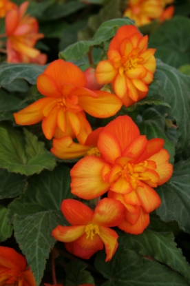 Picture of Begonia - Chanson Orange & Yellow F1